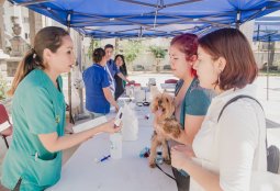 Operativo de Mascotas este sábado en plaza Padre Letelier