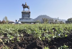 Municipalidad plantó especies sustentables en la rotonda de la Plaza Baquedano