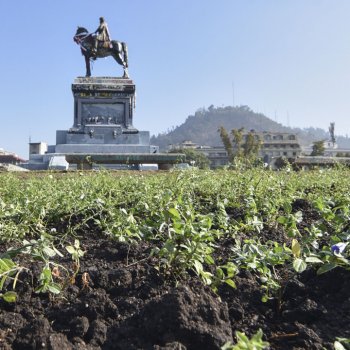 Municipalidad plantó especies sustentables en la rotonda de la Plaza Baquedano