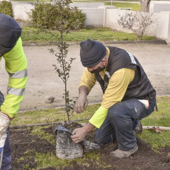 Más de 60 árboles se plantaron en plazas y parques durante julio