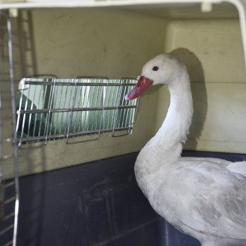 Funcionarios de Seguridad rescatan a cisne extraviado en Bellavista
