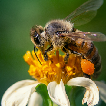 Por qué las abejas son más importantes que nunca