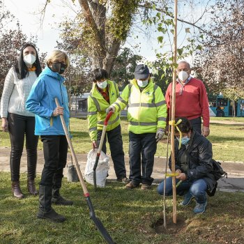 100 nuevos ejemplares de árboles serán plantados en los Parques Bustamante y Balmaceda