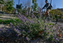 Jardines Sustentables: Comenzó la segunda etapa de plantación en Pocuro