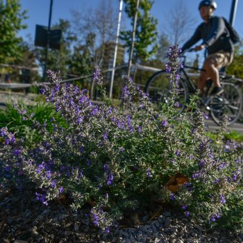 Jardines Sustentables: Comenzó la segunda etapa de plantación en Pocuro