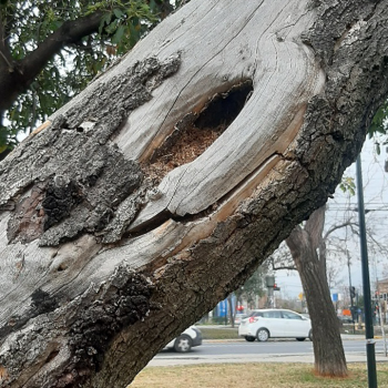 Informe sobre árbol con riesgo de desganche o desplome