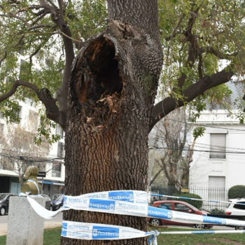 Cómo reconocer cuando un árbol está enfermo