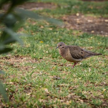 #SoySustentable: Los invitamos a participar de la 3° Academia de Biodiversidad Urbana de Providencia