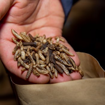 Providencia convoca a vecinos a ser parte de proyecto innovador en fertilizante de insectos