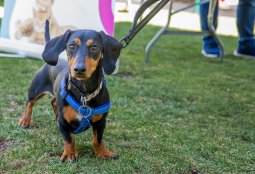 Estas son las fechas y lugares de nuestros operativos para mascotas durante julio