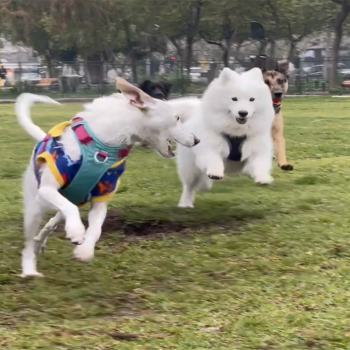 Vecinos de Plaza Loreto Cousiño ya pueden disfrutar de nueva Zona Canina