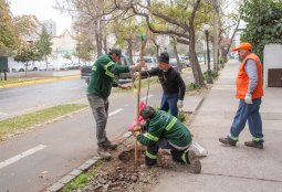 Providencia comenzó plantación de nuevos árboles en sector de Parque Bustamante