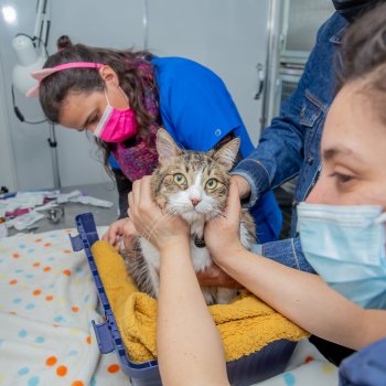 Operativos de atención veterinaria gratuita de mascotas durante julio