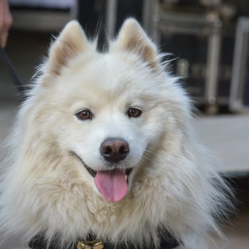 Asiste al operativo veterinario para perritos en la nueva Zona Canina de la Plaza Loreto Cousiño