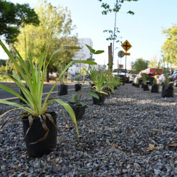 Continúa plantación de jardines sustentables en Los Leones