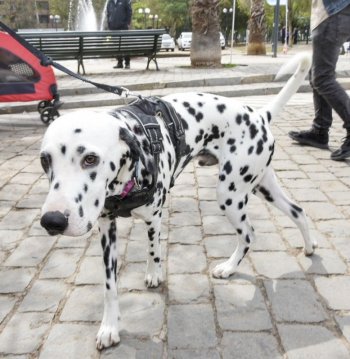 Evento Educativo en Tenencia Responsable de Mascotas “Patitas Al Parque”