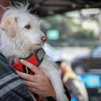 Súmate a los operativos veterinarios preventivos en tu barrio durante octubre