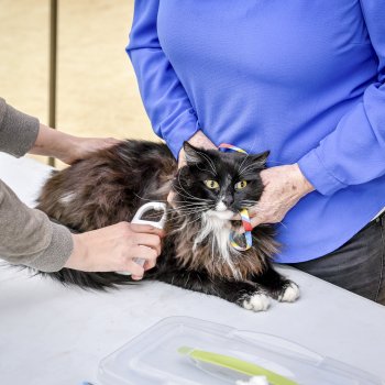 Estos son los operativos veterinarios gratuitos durante diciembre