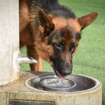 ¿Qué hacer para cuidar a tus mascotas en verano?