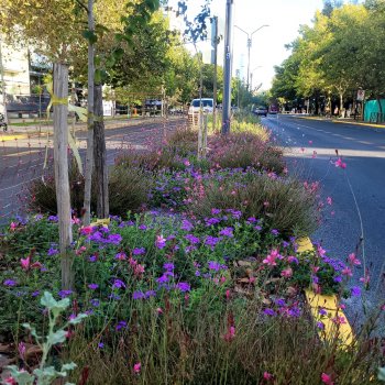 Jardines Sustentables en Los Leones registraron un ahorro hídrico superior al 60%