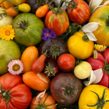 ¡Atención veranistas! Descubre las 150 variedades en el Día del Tomate