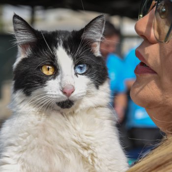 Estos son los operativos gratuitos veterinarios durante abril