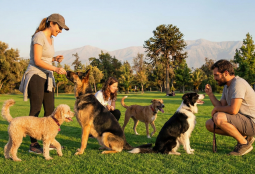 Sé parte de una nueva versión del Curso de Educación Canina Funcional
