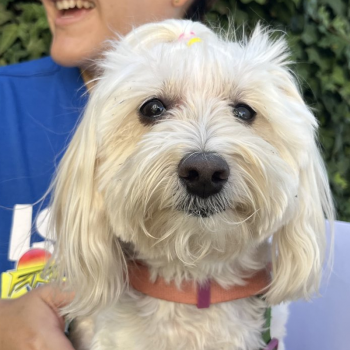 Revisa las fechas de los operativos veterinarios gratuitos