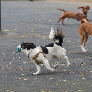 Zona Canina de la Plaza Río de Janeiro cambiará por completo su piso de caucho