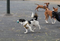 Zona Canina de la Plaza Río de Janeiro cambiará por completo su piso de caucho