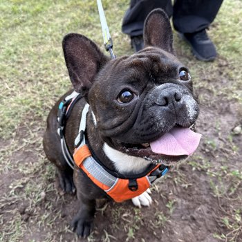 ¡Cupos agotados! Curso gratuito de Educación Canina Funcional
