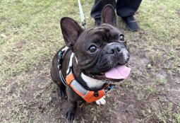 ¡Últimos cupos! Inscríbete en el curso gratuito de Educación Canina Funcional