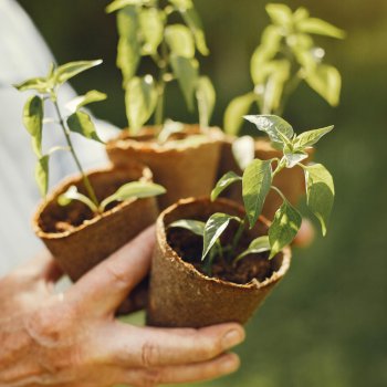 Huertos, compostaje y mucho más: únete al ciclo de talleres sustentables para vecinos +60
