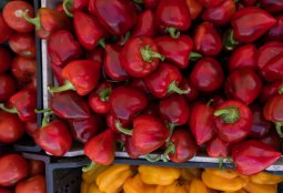 Entre sabores y aromas: Conoce y apoya las ferias libres de Providencia